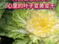 广东白菜干怎么做好吃（广东白菜干怎么做好吃视频）