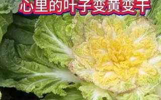 广东白菜干怎么做好吃（广东白菜干怎么做好吃视频）