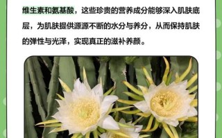 火龙果花怎么做好吃（火龙果花的做法大全窍门）