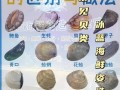 什么贝类好吃（什么贝类最鲜）