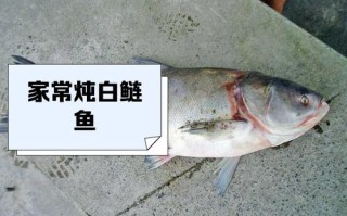 白鲢鱼好吃吗（鲢鱼怎么做好吃）