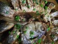 清炖草鱼最简单做法（清炖草鱼的做法和步骤视频）