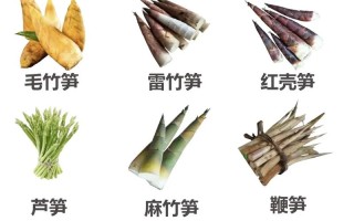 高山竹笋炒肉做法（高山竹笋炒肉做法窍门）