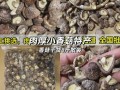 香菇根做法大全家常做法（香菇根的做法大全窍门）