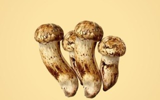 松茸家常做法（松茸菇的做法大全）