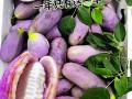 八月瓜做法（八月瓜怎么做菜）