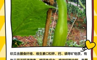 凉拌砍瓜做法大全家常（凉拌梢瓜做法）