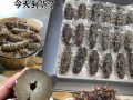 冻海参的家常做法（冷冻海参怎么做好吃又简单方便）