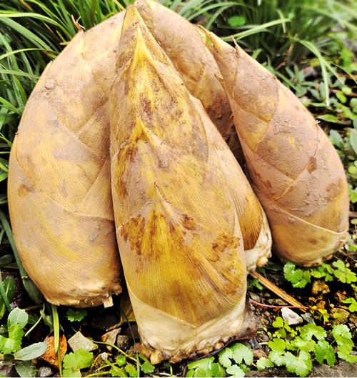 酸菜新鲜竹笋炒肉做法视频(酸菜竹笋肉片汤的做法)-第2张图片-窝头美食网 酸菜新鲜竹笋炒肉做法视频(酸菜竹笋肉片汤的做法)-第2张图片-窝头美食网
