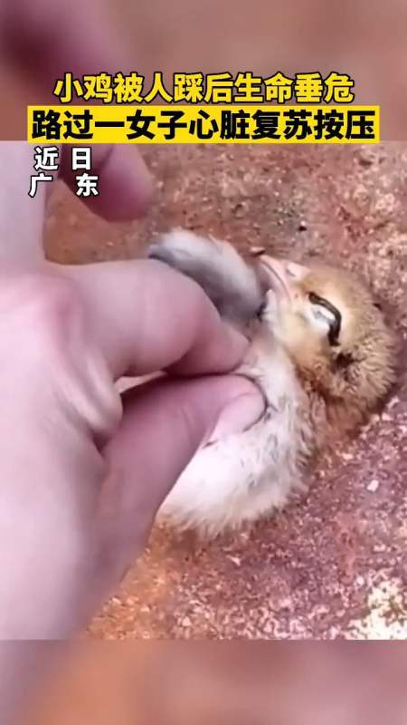 白斩鸡做法陈皮（白斩鸡怎么做皮才脆）-第5张图片-窝头美食网