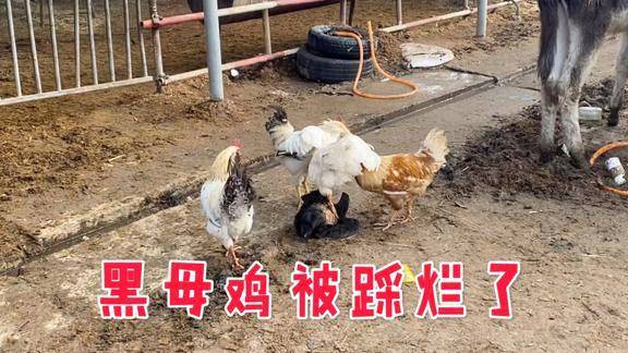 白斩鸡做法陈皮（白斩鸡怎么做皮才脆）-第6张图片-窝头美食网