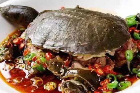 龟肉好吃吗(龟肉有营养吗)-第7张图片-窝头美食网 龟肉好吃吗(龟肉有营养吗)-第7张图片-窝头美食网