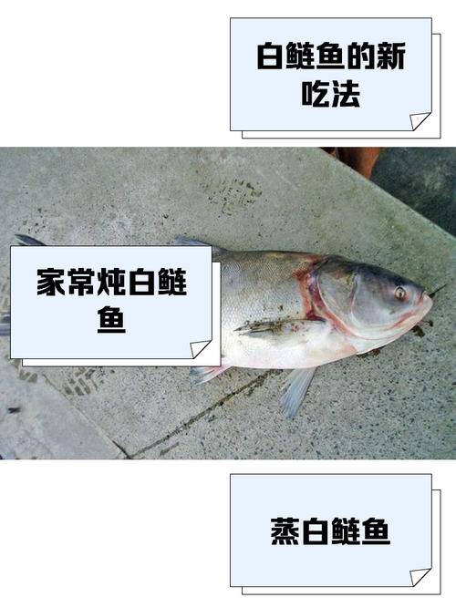 白鲢鱼好吃吗(鲢鱼怎么做好吃)-第2张图片-窝头美食网 白鲢鱼好吃吗(鲢鱼怎么做好吃)-第2张图片-窝头美食网