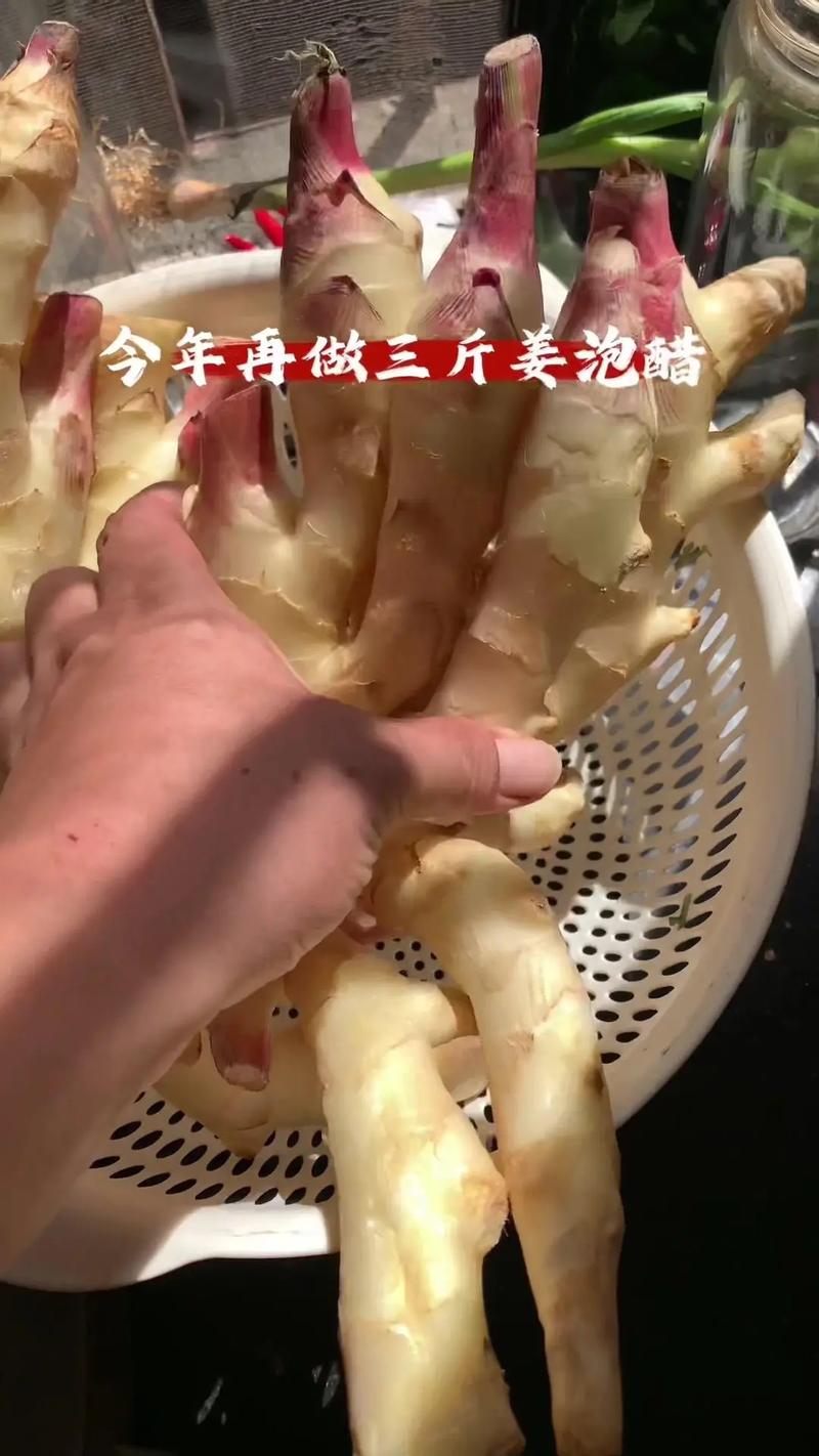醋泡子姜的正确做法(醋泡子姜醋要煮过吗)-第3张图片-窝头美食网 醋泡子姜的正确做法(醋泡子姜醋要煮过吗)-第3张图片-窝头美食网