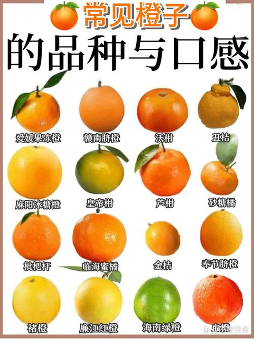 什么橘子好吃(什么橘子品种比较好吃)-第2张图片-窝头美食网 什么橘子好吃(什么橘子品种比较好吃)-第2张图片-窝头美食网