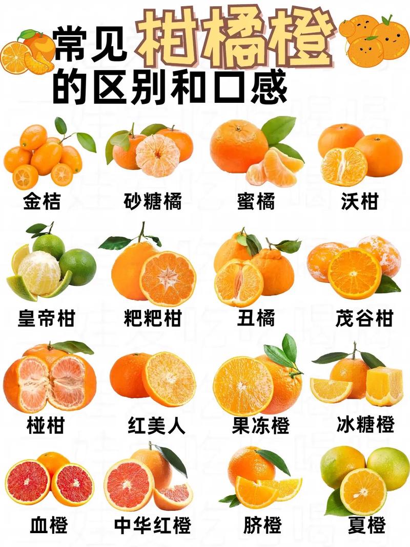 什么橘子好吃(什么橘子品种比较好吃)-第7张图片-窝头美食网 什么橘子好吃(什么橘子品种比较好吃)-第7张图片-窝头美食网