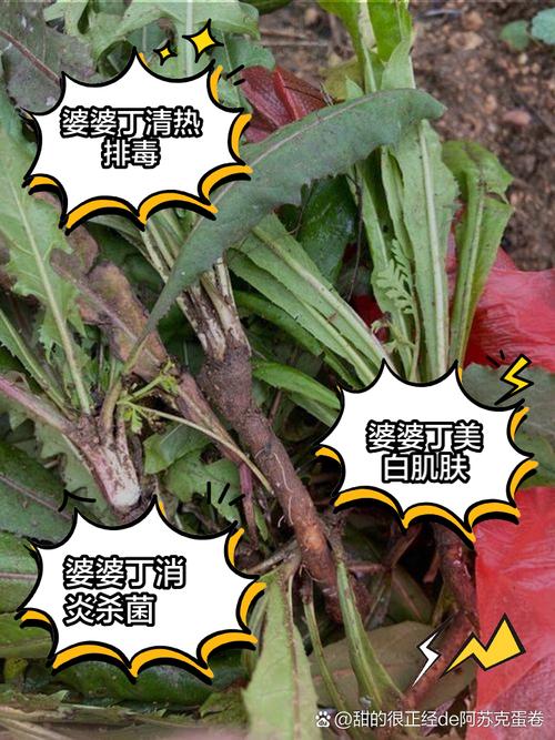 婆婆丁的做法大全(婆婆丁吃法和做法的资料)-第3张图片-窝头美食网 婆婆丁的做法大全(婆婆丁吃法和做法的资料)-第3张图片-窝头美食网
