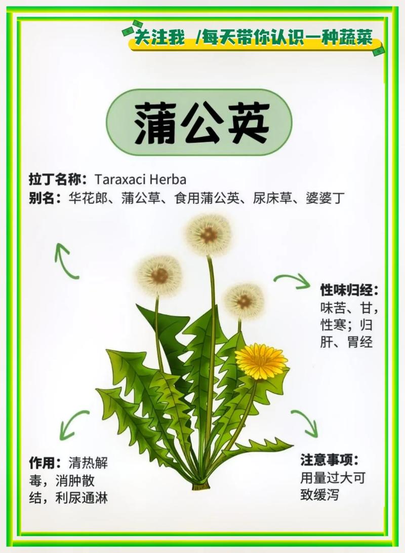婆婆丁的做法大全(婆婆丁吃法和做法的资料)-第6张图片-窝头美食网 婆婆丁的做法大全(婆婆丁吃法和做法的资料)-第6张图片-窝头美食网