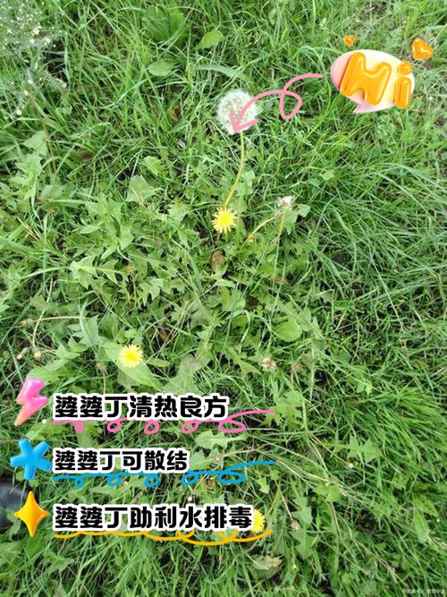 婆婆丁的做法大全(婆婆丁吃法和做法的资料)-第8张图片-窝头美食网 婆婆丁的做法大全(婆婆丁吃法和做法的资料)-第8张图片-窝头美食网