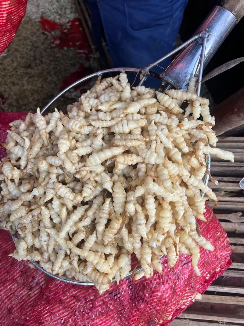 螺丝菜的做法大全(螺丝菜百度百科)-第4张图片-窝头美食网 螺丝菜的做法大全(螺丝菜百度百科)-第4张图片-窝头美食网