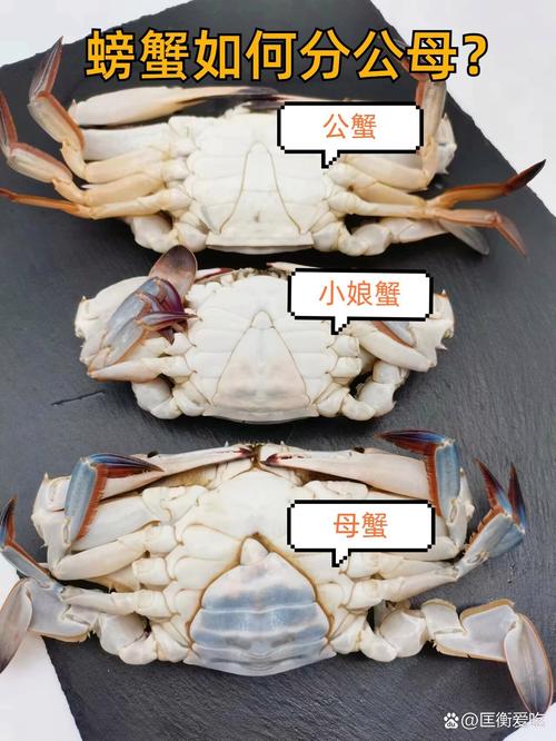 梭子蟹多大的好吃(梭子蟹多大的好吃啊)-第2张图片-窝头美食网 梭子蟹多大的好吃(梭子蟹多大的好吃啊)-第2张图片-窝头美食网