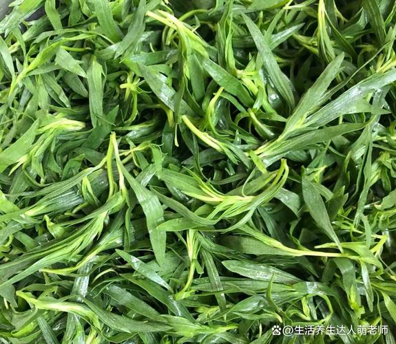 扫帚苗怎么做好吃（扫帚苗做法大全窍门）-第5张图片-窝头美食网