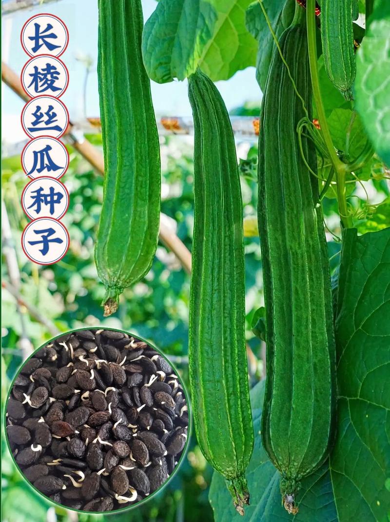 八棱瓜的做法大全（八棱瓜有什么功效）-第2张图片-窝头美食网