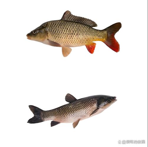 鲤鱼好吃么（鲤鱼好吃嘛）-第1张图片-窝头美食网