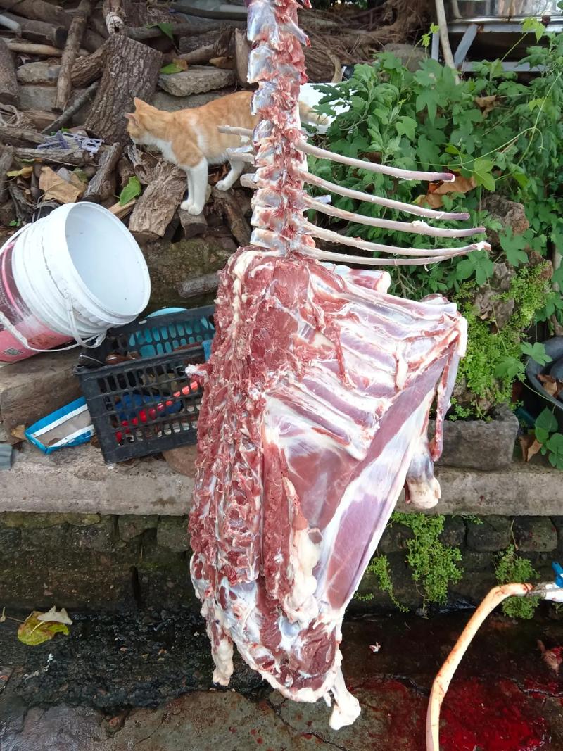 老羊肉好吃吗(老羊肉好吃吗什么味道)-第3张图片-窝头美食网 老羊肉好吃吗(老羊肉好吃吗什么味道)-第3张图片-窝头美食网