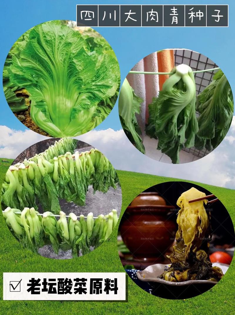 泡青菜的做法(泡青菜的做法视频教程)-第4张图片-窝头美食网 泡青菜的做法(泡青菜的做法视频教程)-第4张图片-窝头美食网