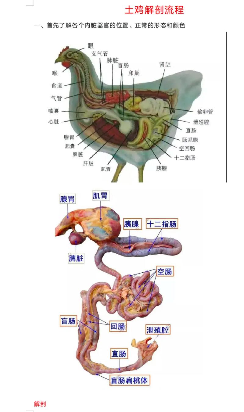 鸡内脏做法(鸡内脏怎么做好吃视频)-第6张图片-窝头美食网 鸡内脏做法(鸡内脏怎么做好吃视频)-第6张图片-窝头美食网