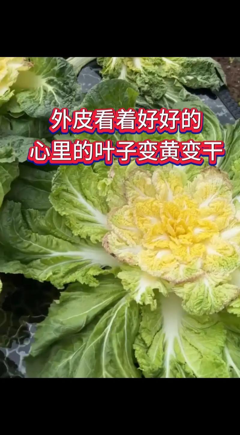 广东白菜干怎么做好吃(广东白菜干怎么做好吃视频)-第1张图片-窝头美食网 广东白菜干怎么做好吃(广东白菜干怎么做好吃视频)-第1张图片-窝头美食网