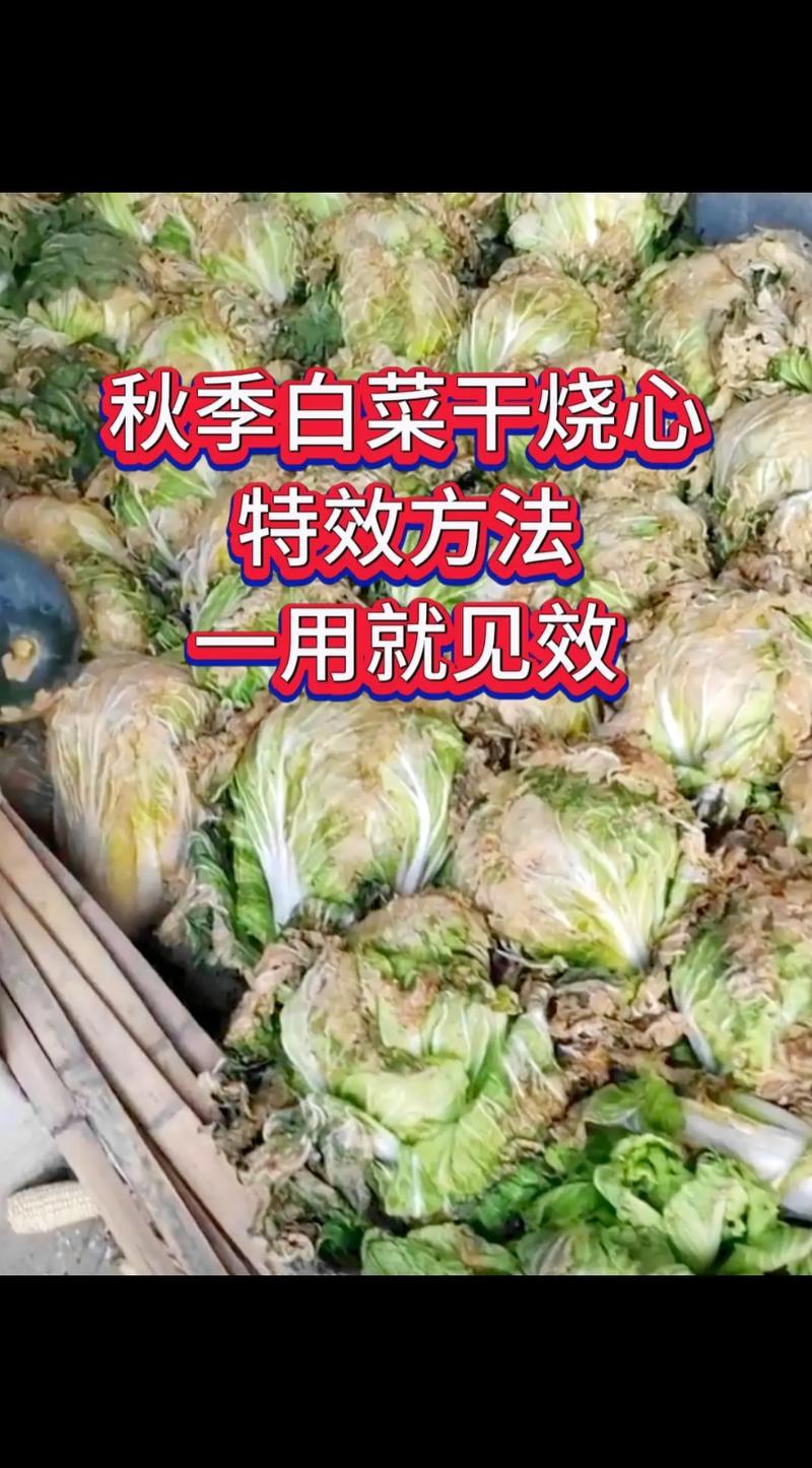 广东白菜干怎么做好吃(广东白菜干怎么做好吃视频)-第4张图片-窝头美食网 广东白菜干怎么做好吃(广东白菜干怎么做好吃视频)-第4张图片-窝头美食网