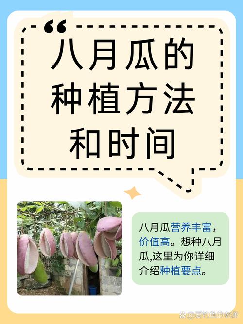 八月瓜做法(八月瓜怎么做菜)-第3张图片-窝头美食网 八月瓜做法(八月瓜怎么做菜)-第3张图片-窝头美食网