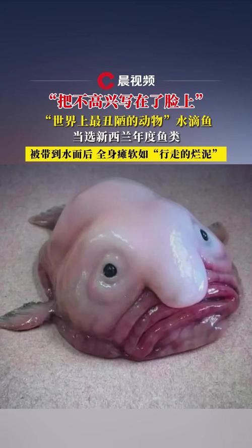 丑眼鱼做法大全(丑眼是什么海鲜)-第5张图片-窝头美食网 丑眼鱼做法大全(丑眼是什么海鲜)-第5张图片-窝头美食网