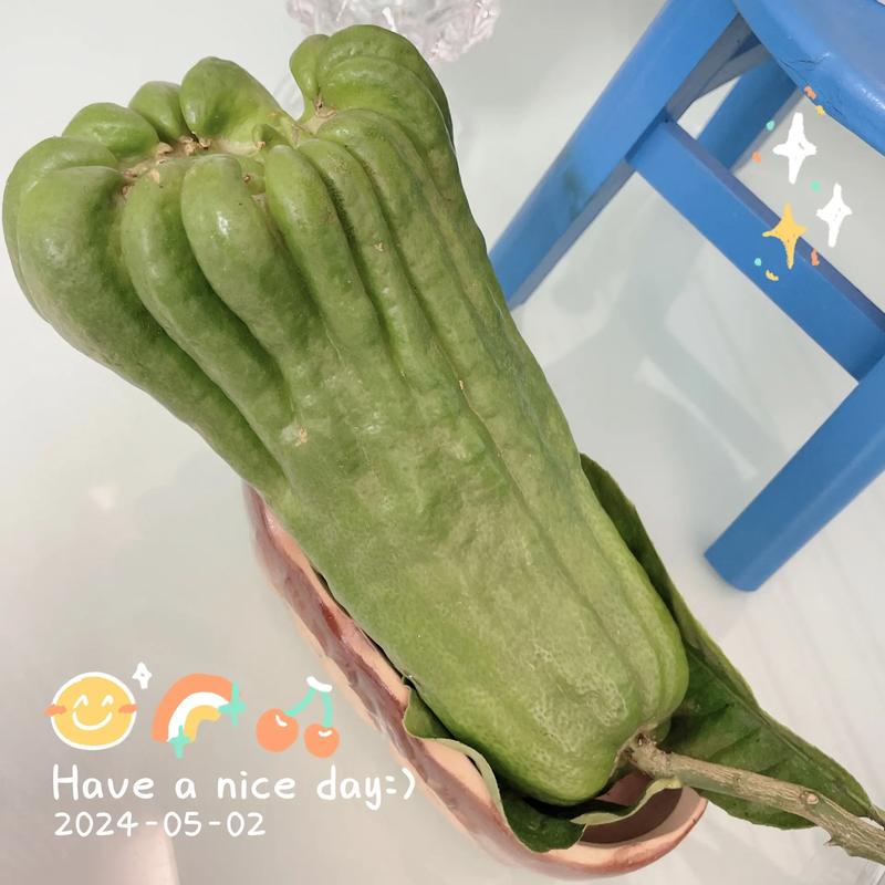 福尔瓜怎么做好吃(福尔瓜的功效与作用)-第4张图片-窝头美食网 福尔瓜怎么做好吃(福尔瓜的功效与作用)-第4张图片-窝头美食网