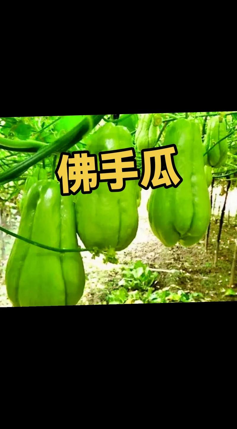 福尔瓜怎么做好吃(福尔瓜的功效与作用)-第5张图片-窝头美食网 福尔瓜怎么做好吃(福尔瓜的功效与作用)-第5张图片-窝头美食网