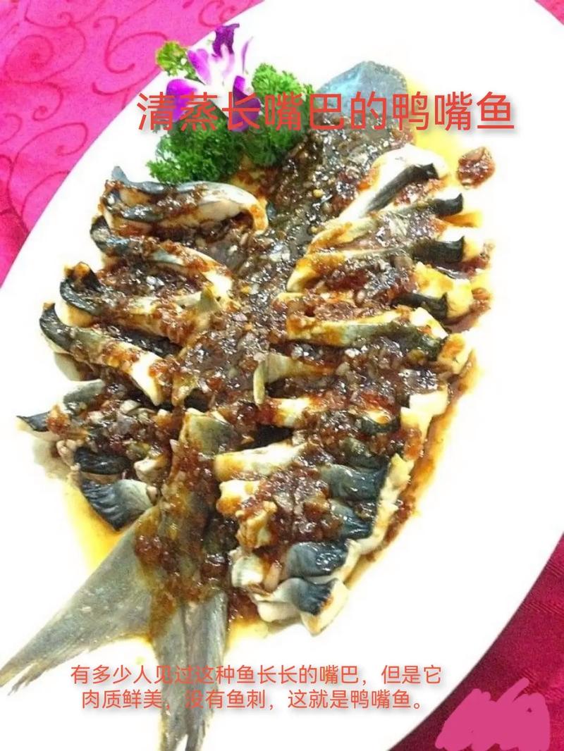 鸭嘴鱼的做法大全(鸭嘴鱼的做法大全图片)-第1张图片-窝头美食网 鸭嘴鱼的做法大全(鸭嘴鱼的做法大全图片)-第1张图片-窝头美食网