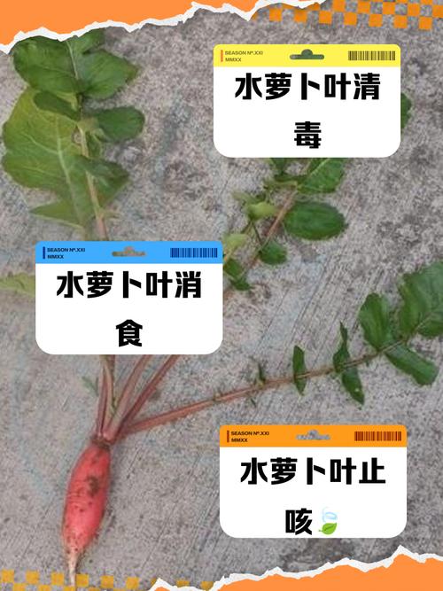 水萝卜叶子怎么做好吃(水萝卜叶子的功效与作用禁忌)-第3张图片-窝头美食网 水萝卜叶子怎么做好吃(水萝卜叶子的功效与作用禁忌)-第3张图片-窝头美食网