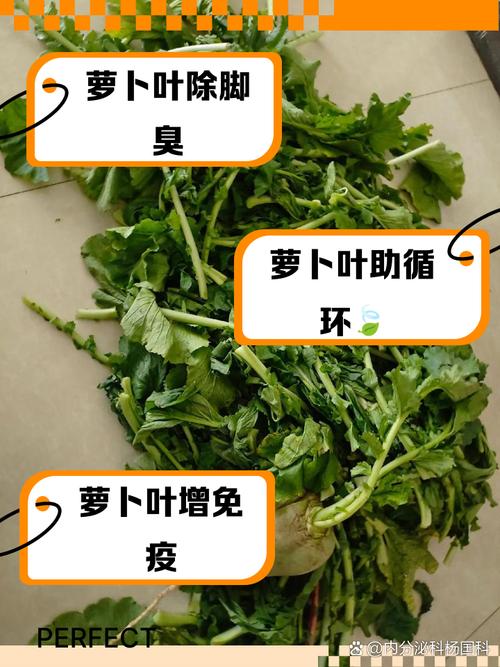 水萝卜叶子怎么做好吃(水萝卜叶子的功效与作用禁忌)-第6张图片-窝头美食网 水萝卜叶子怎么做好吃(水萝卜叶子的功效与作用禁忌)-第6张图片-窝头美食网
