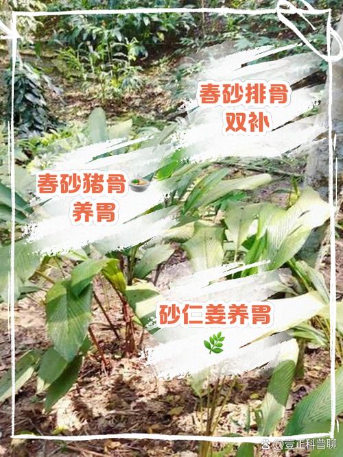 砂仁鸡汤做法大全（砂仁鸡汤的做法）-第3张图片-窝头美食网