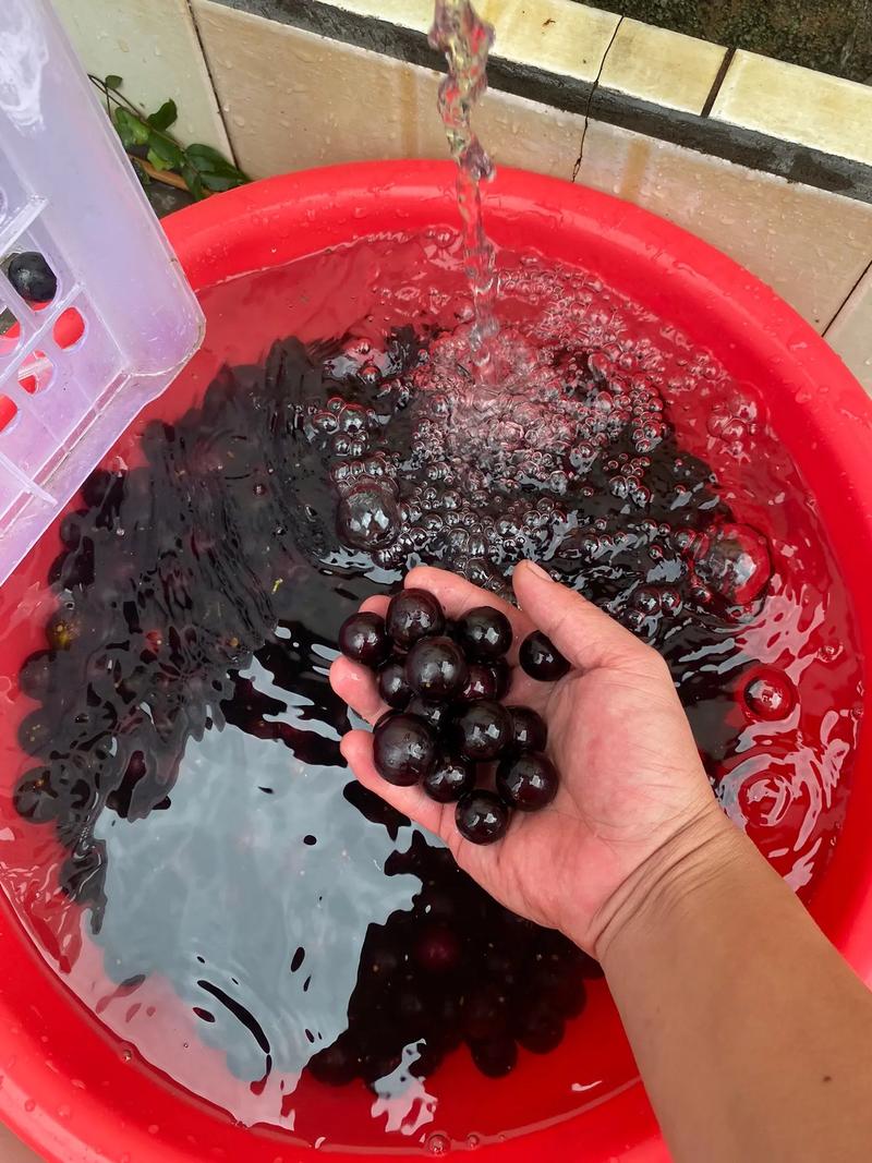 葡萄泡酒的做法(怎样用葡萄泡葡萄酒)-第6张图片-窝头美食网 葡萄泡酒的做法(怎样用葡萄泡葡萄酒)-第6张图片-窝头美食网
