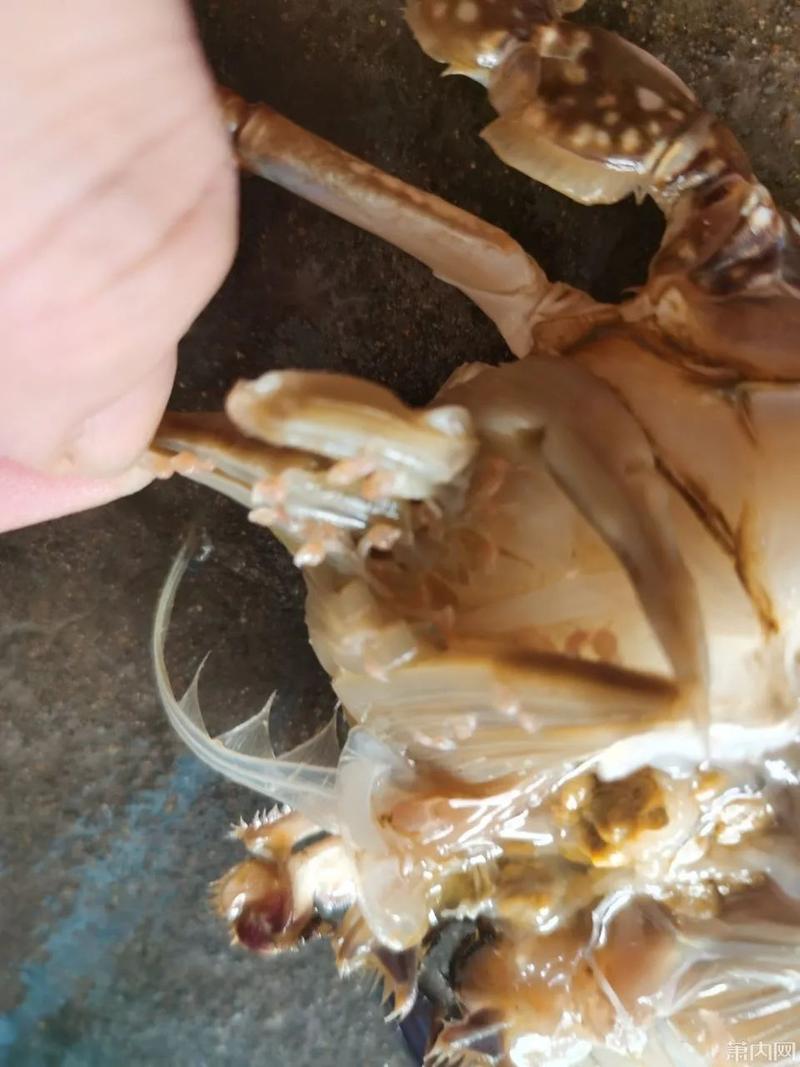 梭子蟹不好吃(梭子蟹不好吃的原因)-第4张图片-窝头美食网 梭子蟹不好吃(梭子蟹不好吃的原因)-第4张图片-窝头美食网