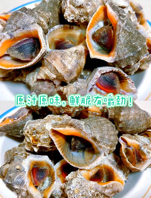 大海螺做法大全家常(大海螺做法大全家常做法视频)-第5张图片-窝头美食网 大海螺做法大全家常(大海螺做法大全家常做法视频)-第5张图片-窝头美食网