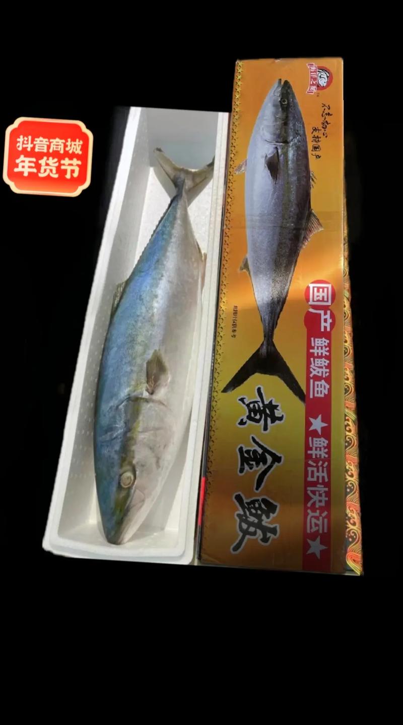 黄金鲅鱼好吃吗(黄金鲅鱼好吃吗为什么这么便宜)-第4张图片-窝头美食网 黄金鲅鱼好吃吗(黄金鲅鱼好吃吗为什么这么便宜)-第4张图片-窝头美食网