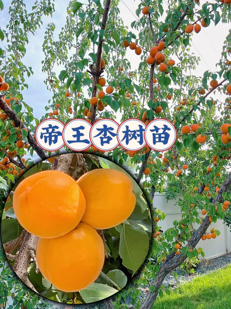 杏好吃吗(新疆吊干杏好吃吗)-第2张图片-窝头美食网 杏好吃吗(新疆吊干杏好吃吗)-第2张图片-窝头美食网