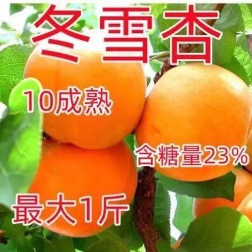 杏好吃吗(新疆吊干杏好吃吗)-第4张图片-窝头美食网 杏好吃吗(新疆吊干杏好吃吗)-第4张图片-窝头美食网